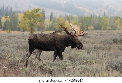 Bull Moose