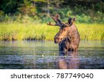 Bull moose in Algonguin Park, Ontario, Canada.