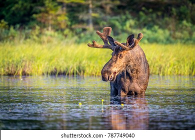 Bull moose in Algonguin Park, Ontario, Canada. - Powered by Shutterstock