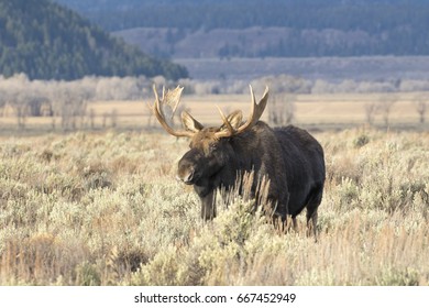 Bull moose in autumn colored plants and shrubs