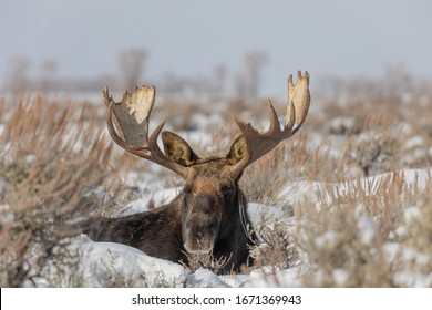 Bull Moose Bedded In Sagebrush In Grand Teton National Park In Winter