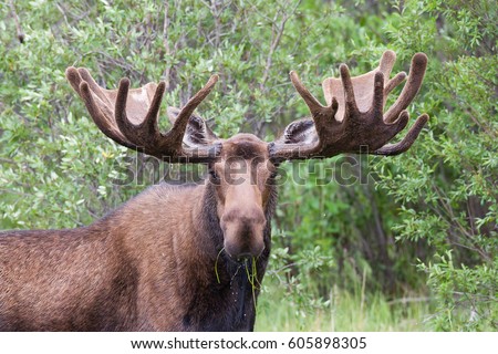 Bull moose with big antlers eating aquatic vegetation at Two Moose Lake along Dempster Highway, Yukon, Canada