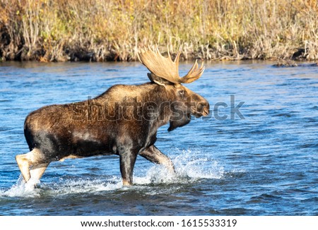 A bull moose crosses the Gros Ventre River in Grand Teton National Park, Wyoming.
