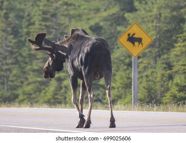 Bull Moose Crossing At Sign