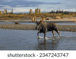 Bull Moose Crossing the Snake River in Grand Teton National Park in Autumn