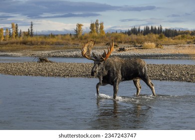 Bull Moose Crossing the Snake River in Grand Teton National Park in Autumn