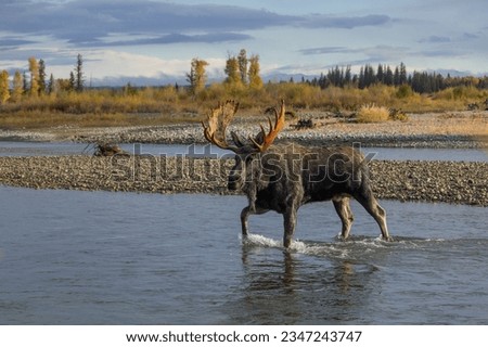 Bull Moose Crossing the Snake River in Grand Teton National Park in Autumn