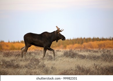 Bull Moose In The Cypress Hills Park