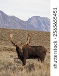 Bull Moose During the Fall Rut in Grand Teton National Park Wyoming