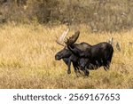 Bull Moose During the Fall Rut in Grand Teton National Park Wyoming