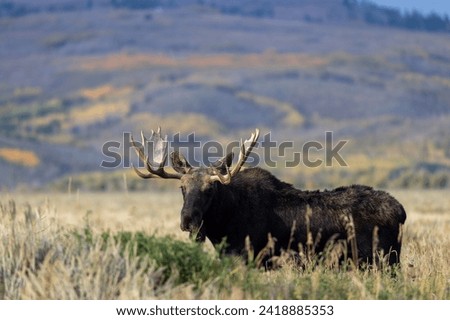 Bull Moose During the Rut in Fall in Grand Teton National Park Wyoming