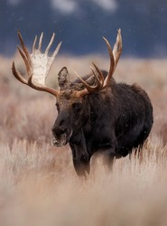 Bull Moose During The Rut In Grand Teton National Park