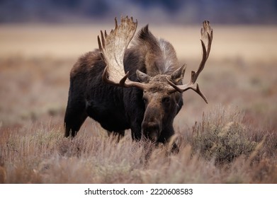 Bull Moose During the Rut in Grand Teton National Park