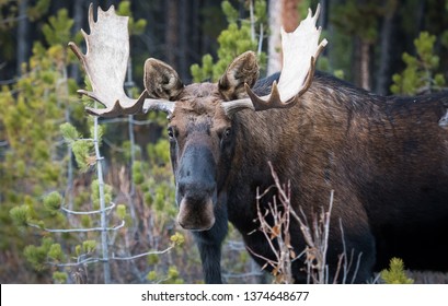 Bull Moose In The Early Winter