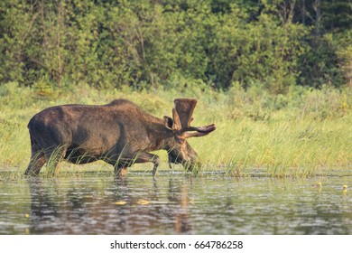 Bull Moose Eating Lily Pads Marsh Stock Photo 664786258 | Shutterstock