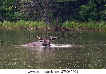 A bull moose emerges from feeding on underwater vegetation with its antlers dripping wet.