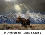Bull moose in front of Grand Tetons