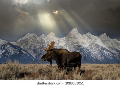 Bull Moose In Front Of Grand Tetons