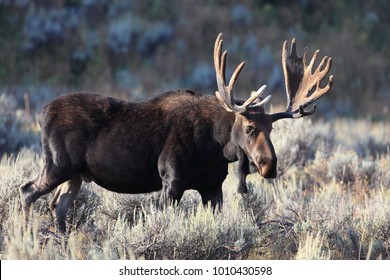 Bull Moose In Grand Teton National Park, Wyoming. 