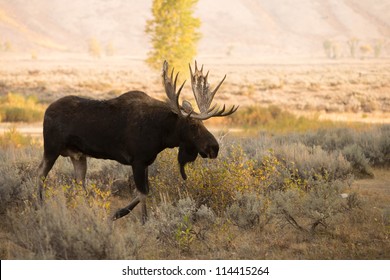 Bull Moose In Grand Teton National Park