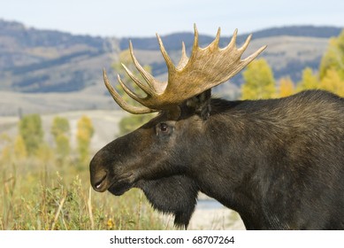 Bull Moose At Grand Teton National Park