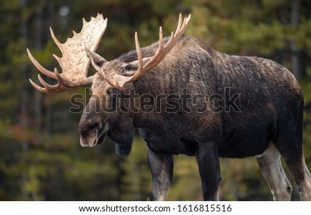 Bull moose in Jasper Canada in winter 