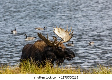 Bull Moose In A Lake With Canadian Geese