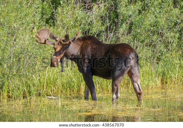 Bull Moose Looking Into Camera Pond Stock Photo (Edit Now) 438567070