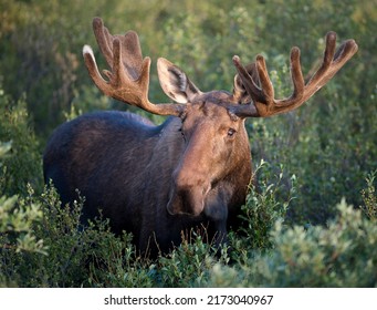 Bull Moose. Original public domain image