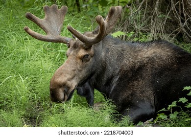 Bull Moose Rests In Tall Grass With Glassy Eyes In Grand Teton National Park