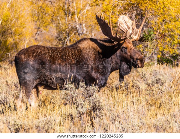 Bull Moose Rutting Season Rooting Plants Stock Photo Edit Now 1220245285