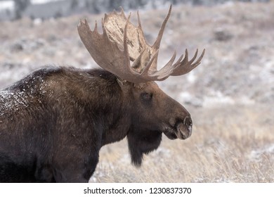 Bull Moose In Snow