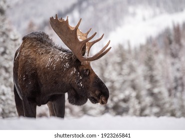 A Bull Moose In The Snow