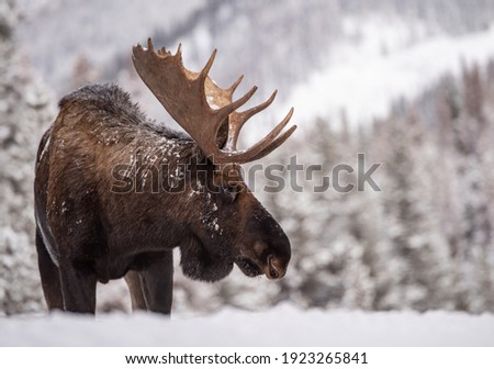 A Bull Moose in the Snow