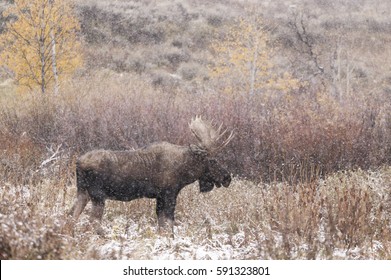 A Bull Moose In A Snow Storm