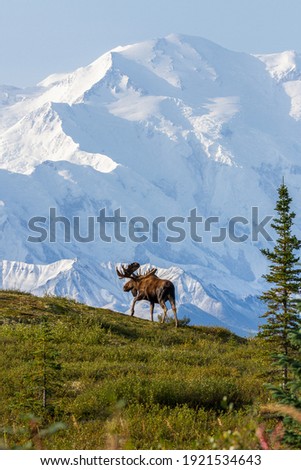 A Bull Moose trekking across the landscape in front of the Alaska Range in the Wonder Lake area of Denali National Park. 