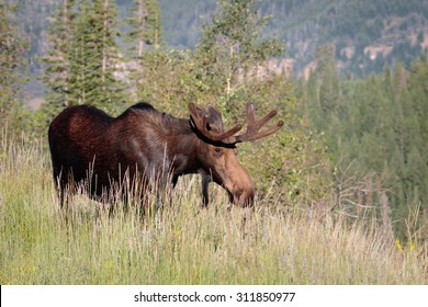Bull moose with velvet on antlers during the summer