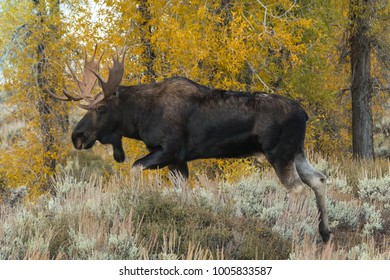 Bull Moose Walking Through A Forest Amongst The Autumn Colors.