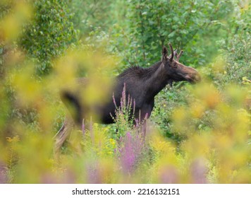 Bull Moose Walking Through Forest