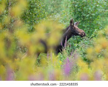 Bull Moose Walking Through Forest