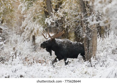 A Bull Moose Walking Through The Forest In The Snow. 