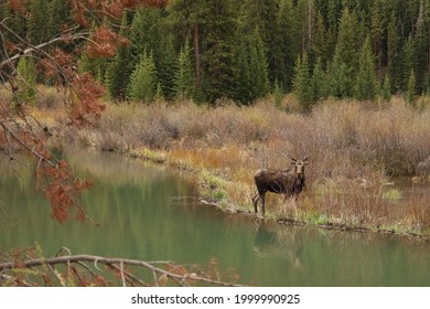 Bull Moose Walking Through The Wetlands Of Keystone, Colorado.  June 2021