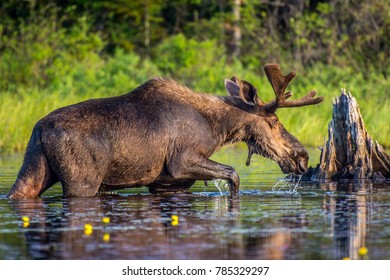 590 Swamp Moose Images, Stock Photos & Vectors | Shutterstock