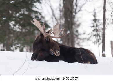 Bull Moose In Winter