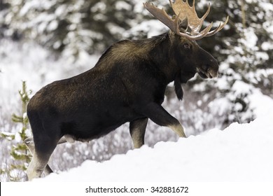 Bull Moose In Winter