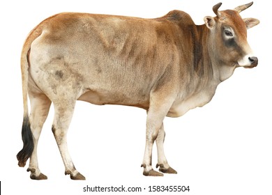 Zebu Images Photos Et Images Vectorielles De Stock Shutterstock