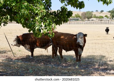 Bull Pen With Three Bulls Standing In The Shade