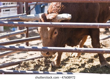 Bull In A Pen Waiting To Perform In A Rodeo