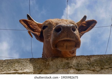 Bull In Platanias. Crete. Greece