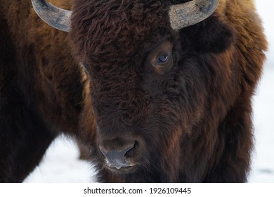 Bull Portrait In Sunset Light. American Bison Face Closeup.